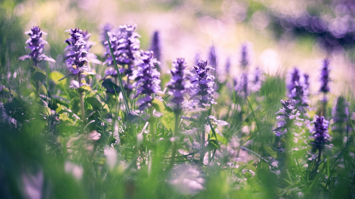 Lupin Flowers