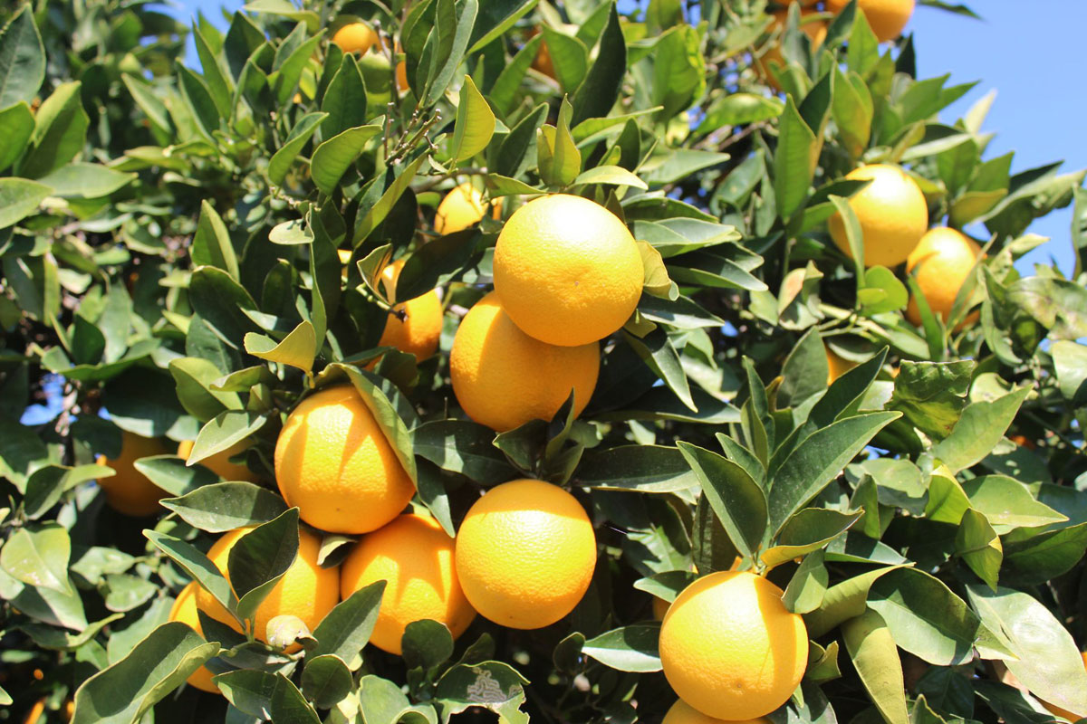 guzelyurt oranges